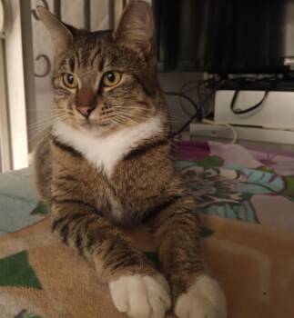 August -  Tabby Cat for Adoption in Los Angeles, California - August | PetCurious