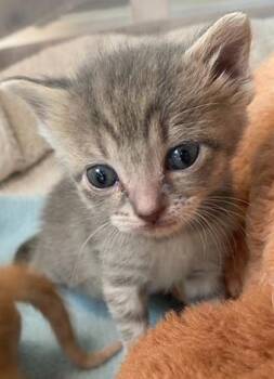 Rescue Domestic Short Hair Cats for Adoption in Columbia, South Carolina - Tyme | PetCurious