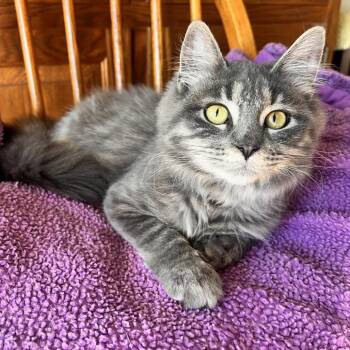 Domestic Long Hair Cats Available for Adoption in Springfield, Ohio - Maisy | PetCurious