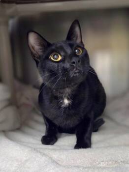 Pierre -  Domestic Short Hair Cat for Adoption in Westland, Michigan - Pierre | PetCurious