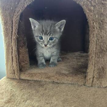 Alvin Tiner -  Domestic Short Hair Cat for Adoption in Eagle Mountain, Utah - Alvin Tiner | PetCurious