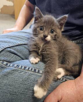 Domestic Short Hair Cats Available for Adoption - Minnow | PetCurious