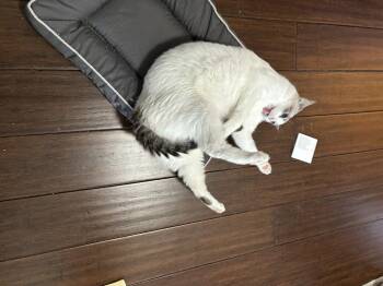 Rescue Domestic Short Hair Cats for Adoption in Mililani, Hawaii - Buttercup | PetCurious