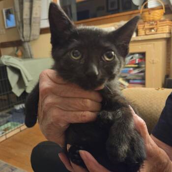Quebec -  Domestic Short Hair Cat for Adoption in Edwardsville, Illinois - Quebec | PetCurious