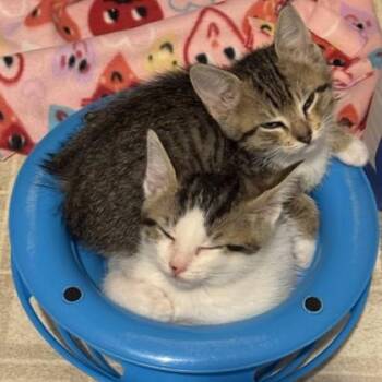 Domestic Short Hair Cats Available for Adoption in Pleasanton, California - Oxeye | PetCurious