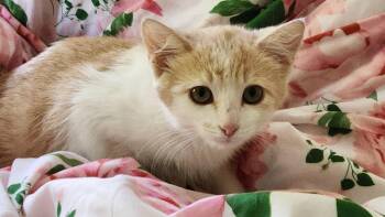 Rosie the Bus Driver (A142404) -  Domestic Short Hair Cat for Adoption in Burbank, California - Rosie The Bus Driver (A142404) | PetCurious