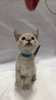 Bagel -  Domestic Short Hair Cat for Adoption in Fullerton, California - Bagel | PetCurious
