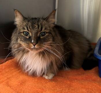 Rescue Domestic Long Hair and Domestic Short Hair Cats for Adoption in Willmar, Minnesota - Kitty Kitty Meow Meow | PetCurious