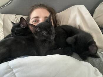 Augustine -  Domestic Short Hair Cat for Adoption in Walled Lake, Michigan - Augustine | PetCurious