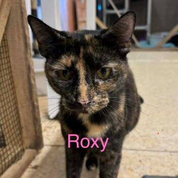 Domestic Short Hair Cats Available for Adoption in Nashville, Tennessee - Roxy | PetCurious