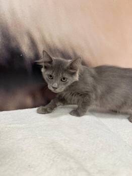 Brave -  Domestic Medium Hair Cat for Adoption in St. Cloud, Florida - Brave | PetCurious