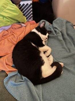 Dr. Mouse -  Domestic Short Hair Cat for Adoption - Dr. Mouse | PetCurious