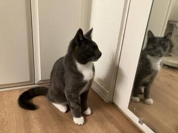 Buddy -  Domestic Short Hair Cat for Adoption in Davis, California - Buddy | PetCurious