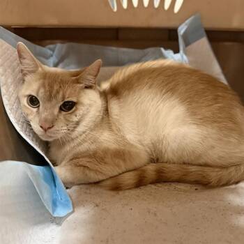 A613331 -  Domestic Short Hair Cat for Adoption in Modesto, California - A613331 | PetCurious