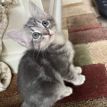 Peony -  Domestic Short Hair Cat for Adoption in Cumming, Georgia - Peony | PetCurious