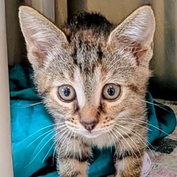 Ignis -  Domestic Short Hair Cat for Adoption in Huntsville, Arkansas - Ignis | PetCurious