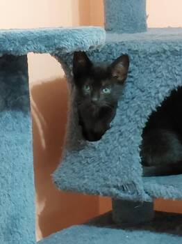 PeeWee -  Domestic Short Hair Cat for Adoption in Trenton, New Jersey - PeeWee | PetCurious