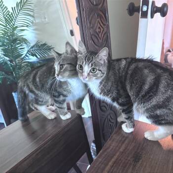 Macy -  Domestic Short Hair Cat for Adoption in Cumming, Georgia - Macy | PetCurious