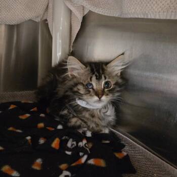 Domestic Short Hair Cats Available for Adoption in Pasadena, California - Breezy | PetCurious