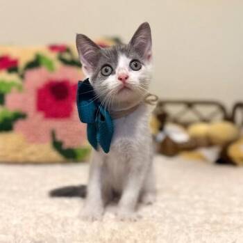 Ranger Lumberton -  Tabby and Domestic Short Hair Cat for Adoption in Friendswood, Texas - Ranger Lumberton | PetCurious