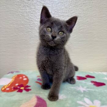Domestic Short Hair Cats Available for Adoption in Pekin, Illinois - Violet | PetCurious