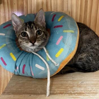 Jin -  Domestic Short Hair Cat for Adoption in Yucca Valley, California - Jin | PetCurious