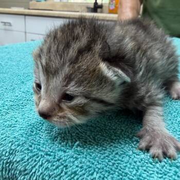 Addie -  Domestic Short Hair Cat for Adoption in Madisonville, Kentucky - Addie | PetCurious