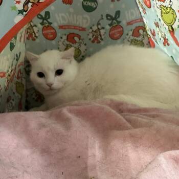 Domestic Short Hair Cats Available for Adoption in Missoula, Montana - Fred | PetCurious