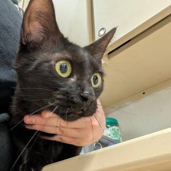 Toaster -  Domestic Short Hair Cat for Adoption in Ardmore, Oklahoma - Toaster | PetCurious