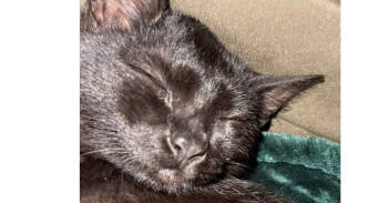 Rescue Domestic Short Hair Cats for Adoption in Tampa, Florida - Starlight | PetCurious