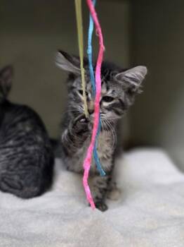 Fergie -  Domestic Medium Hair and Domestic Short Hair Cat for Adoption in Westland, Michigan - Fergie | PetCurious