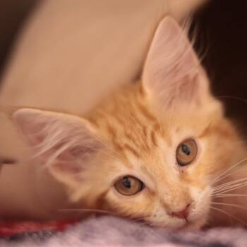 Cheddar and Colby Jack -  Domestic Short Hair Cat for Adoption in Philadelphia, Pennsylvania - Cheddar And Colby Jack | PetCurious