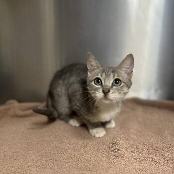 ATHENA -  Domestic Short Hair Cat for Adoption in Kyle, Texas - ATHENA | PetCurious