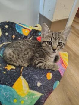 Goblin -  Domestic Short Hair Cat for Adoption in Portland, Oregon - Goblin | PetCurious