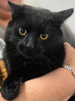 Rescue Domestic Short Hair Cats for Adoption in Saginaw, Michigan - E-Rider | PetCurious