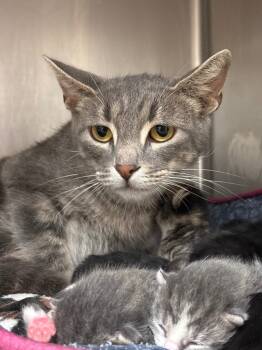 Rescue Domestic Short Hair Cats for Adoption in Lima, Ohio - Roseanne | PetCurious