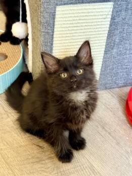 JJ -  Domestic Long Hair Cat for Adoption in St. Peters, Missouri - JJ | PetCurious