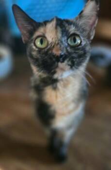 Fancy -  Domestic Short Hair Cat for Adoption in Phoenix, Arizona - Fancy | PetCurious