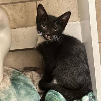 Murasaki -  Domestic Short Hair Cat for Adoption in Candler, North Carolina - Murasaki | PetCurious