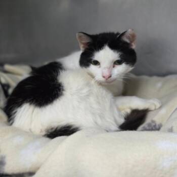 Baby Girl Mako -  Domestic Short Hair Cat for Adoption in San Jacinto, California - Baby Girl Mako | PetCurious