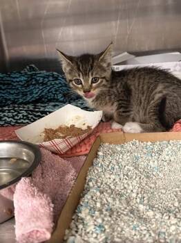 Cherry Vanilla Coke -  Domestic Short Hair Cat for Adoption in Roseville, California - Cherry Vanilla Coke | PetCurious