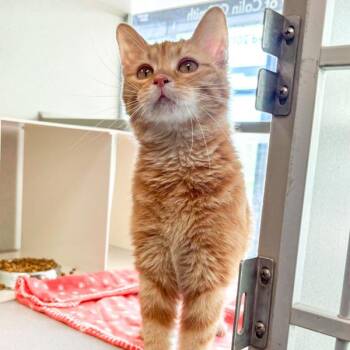 Domestic Long Hair Cats Available for Adoption in Des Moines, Iowa - Flora | PetCurious