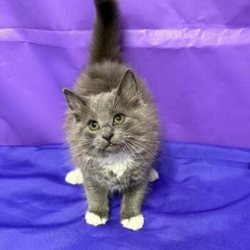 Kottonball -  Domestic Long Hair Cat Available for Adoption in North Myrtle Beach, South Carolina - Kottonball | PetCurious