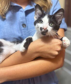 Rescue Domestic Short Hair Cats for Adoption in Cromwell, Kentucky - Rexford Moostacio | PetCurious