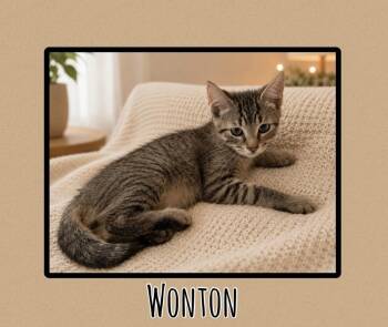 Wonton -  Domestic Short Hair Cat for Adoption in Scranton, Pennsylvania - Wonton | PetCurious