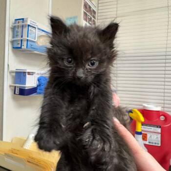 Domestic Long Hair Cats Available for Adoption in Pekin, Illinois - Spencers | PetCurious