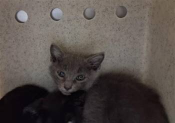 TOBY -  Domestic Short Hair Cat for Adoption in Santa Fe, New Mexico - TOBY | PetCurious