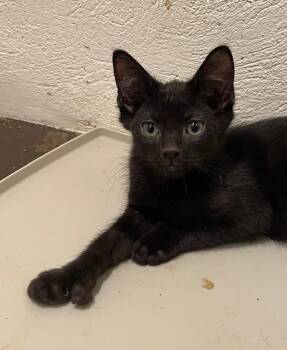 Rescue Domestic Short Hair Cats for Adoption in Woodland Park, New Jersey - Bones (LE) | PetCurious