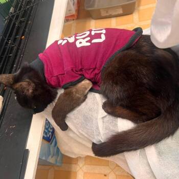 Ryver -  Domestic Short Hair Cat for Adoption in Wells, Maine - Ryver | PetCurious