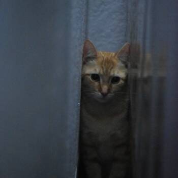 Rescue Domestic Short Hair Cats for Adoption in Port Charlotte, Florida - Mama Bear | PetCurious